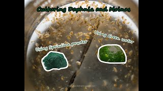 How To Culture Daphnia and Moinas using Green Water Spirulina powder [upl. by Hgielrebmik]