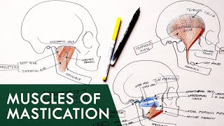 Muscles of Mastication  Anatomy Tutorial [upl. by Means]