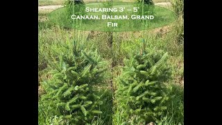 Shearing 3  5 Canaan amp Balsam Fir on our Christmas Tree Farm [upl. by Yelda]