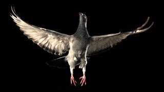 Slow Motion Pigeon Flight  BBC Earth [upl. by Demodena]