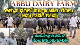 ABBU DAIRY FARM MURRA BUFFALOES For Sale తక్కువ ధరలో ముర్రా జాతి గేదెలు అమ్మకానికి కలవు murrah [upl. by Alaj]