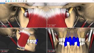 Mandibular Movements [upl. by Hartmann621]