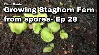 Growing Platycerium fern from spores  Ep 28 [upl. by Ayojal]