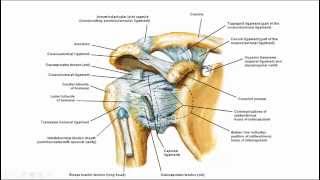 Rotatorcuff spieren [upl. by Eliga]