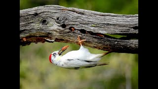 LEUCISTIC ACORN WOODPECKERS [upl. by Anolla246]