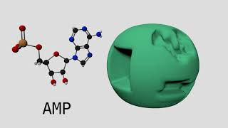 Allosteric Regulation of Phosphofructokinase I [upl. by Hillary]