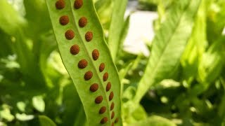 Propagating Ferns from Spores – Family Plot [upl. by Vasilek109]