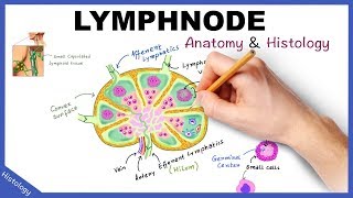 LYMPH NODE Anatomy amp Histology Simplified  Lymphatic System [upl. by Puklich]