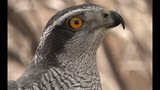 Falconry Introduction to goshawks [upl. by Dichy]