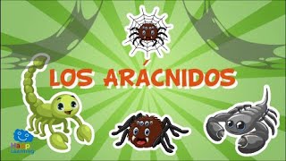 LOS ARÁCNIDOS Animales invertebrados  Vídeos educativos para niños [upl. by Wernick]