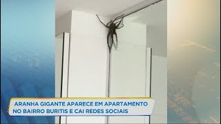 Aranha gigante aparece em apartamento de bairro nobre de BH [upl. by Warford]