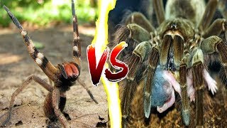 ARANHA GOLIAS VS ARANHA ARMADEIRA [upl. by Meil22]