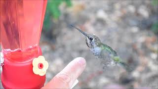 How to tame wild hummingbirds [upl. by Alba]