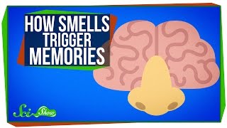 How Smells Trigger Memories [upl. by Newberry613]