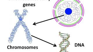 Biology  Cell nucleus chromosome and gene  English [upl. by Oer]