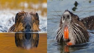 Beaver amp Nutria  The Differences [upl. by Rosene]