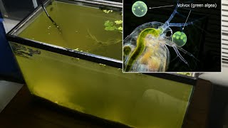 Raising Daphnia for the Freshwater Aquarium [upl. by Nykal989]