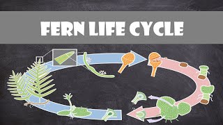 Fern Life Cycle  Plant Biology [upl. by Faunia]