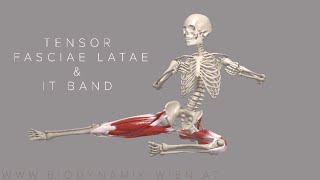 Tensor Fasciae Latae amp IT Band Basics 4k Animation [upl. by Eversole535]