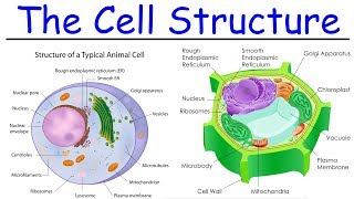 Biology  Intro to Cell Structure  Quick Review [upl. by Gurango]