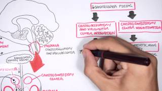 Compensatory Mechanisms of Medical Shock [upl. by Clemmie]