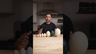 I Cooked the World’s CRAZIEST Eggs [upl. by Ecnav]