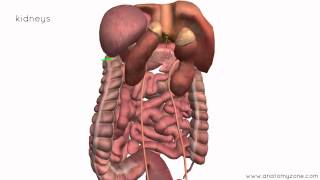 Peritoneal Cavity  Part 4  Intraperitoneal and Retroperitoneal Organs  Anatomy Tutorial [upl. by Rosalinde]