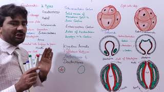 Protostomes and Dueterostomes Difference  types of Coelomate Coelom biologywithmuhammadsajid [upl. by Anson]