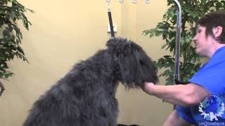 Grooming a Bouvier des Flandres [upl. by Griffie]