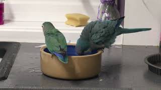 Quaker Parrot Behaviour [upl. by Eta]