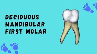 Deciduous Mandibular First Molar  Deciduous Tooth Morphology [upl. by Assadah414]