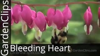 Bleeding Heart  Dicentra spectabilis  Lamprocapnos spectabilis  How to Grow Bleeding Heart [upl. by Nivlac]