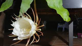 Queen of the Night Stunning TimeLapse of a Rare Flower Bloom [upl. by Oynotna]