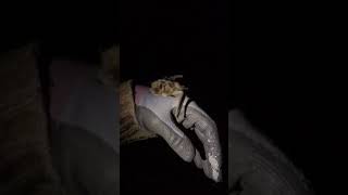 Nathusius pipistrelle bat at Walthamstow Wetlands London [upl. by Onej]