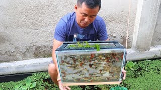 How to Produce Thousands of Different Varieties of GUPPIES [upl. by Urbani]