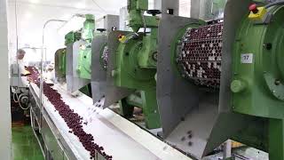 Fruit pitting machine  cherry pitting  Tooltechnik [upl. by Auod402]