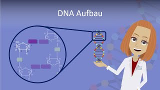 DNA Aufbau leicht erklärt [upl. by Munn]