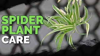 Spider Plant Care How To Grow Chlorophytum Comosum [upl. by Suirad]