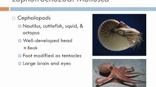 Biology 2 Lecture 11 Protostomes [upl. by Pas420]