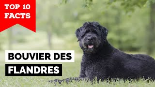 Bouvier des Flandres  Top 10 Facts [upl. by Otreblon]