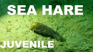 JUVENILE SEA HARE  very rare footage [upl. by Socram822]