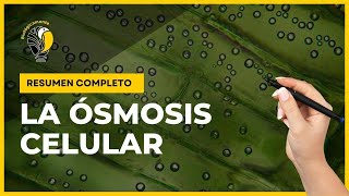 ÓSMOSIS 👉 Soluciones hipotónicas isotónicas e hipertónicas 👌 [upl. by Arykat]