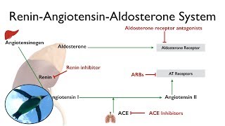 ReninAngiotensinAldosterone System The RAAS [upl. by Bijan]