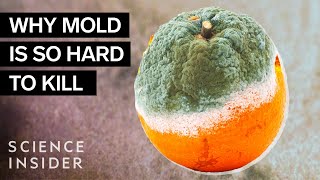 Why Mold Is So Hard To Kill [upl. by Yrtnej]