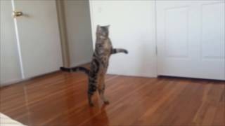 Cats who walk on two legs A compilation [upl. by Enamrahc]