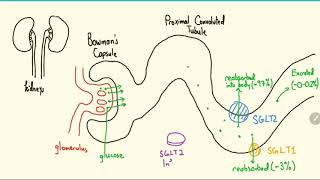 SGLT2 Inhibitors Explained in 3 Minutes [upl. by Qirat]