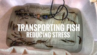 Transporting fish amp reducing STRESS [upl. by Neumark132]