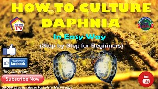 HOW TO CULTURE DAPHNIA In Easy Way [upl. by Janet]