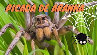 Picada de Aranha  O que fazer [upl. by Bernadine808]