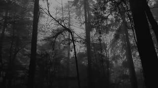 Relaxing Foggy Forest Virtual Drive  Rain Storm and Thunder Sounds [upl. by Nwadrebma]